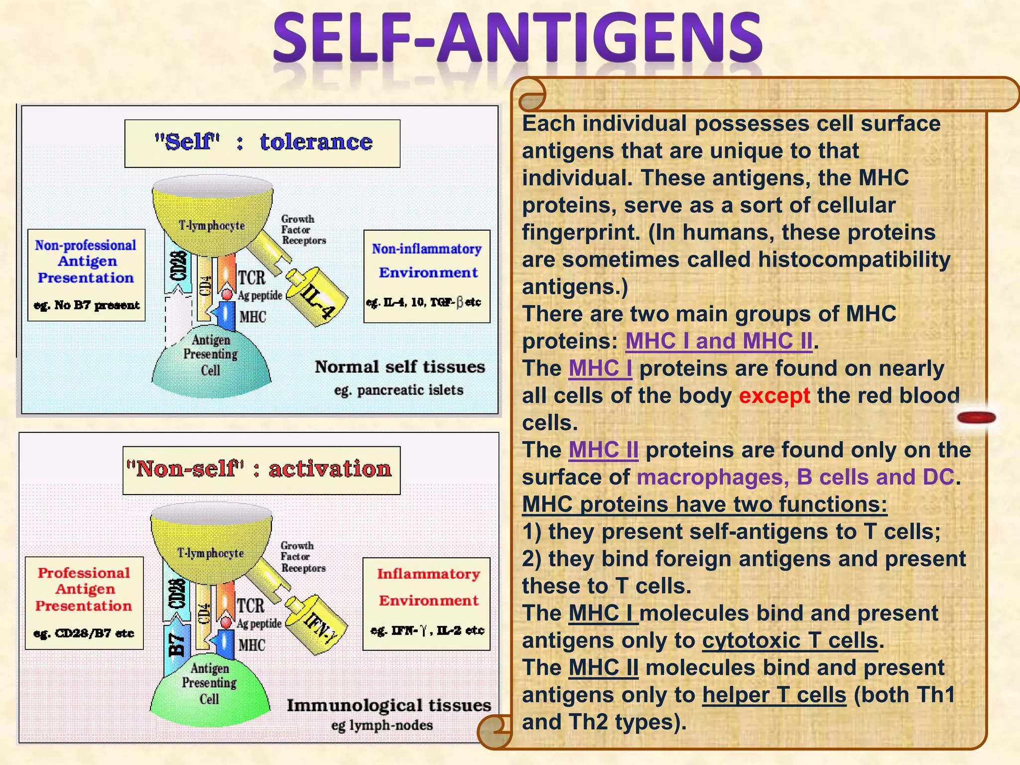 Each individual possesses cell surface
antigens that are unique to that
individual. These antigens, the MHC
proteins, serve as a sort of cellular
fingerprint. (In humans, these proteins
are sometimes called histocompatibility
antigens.)
There are two main groups of MHC
proteins: MHC I and MHC II.
The MHC I proteins are found on nearly
all cells of the body except the red blood
cells.
The MHC II proteins are found only on the
surface of macrophages, B cells and DC.
MHC proteins have two functions:
1) they present self-antigens to T cells;
2) they bind foreign antigens and present
these to T cells.
The MHC I molecules bind and present
antigens only to cytotoxic T cells.
The MHC II molecules bind and present
antigens only to helper T cells (both Th1
and Th2 types).
 