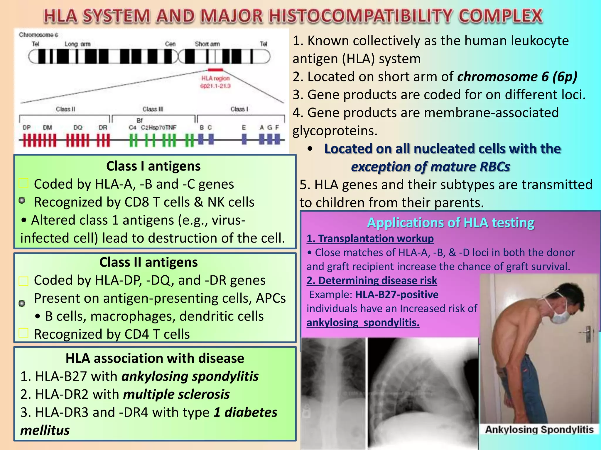 1. Known collectively as the human leukocyte
antigen (HLA) system
2. Located on short arm of chromosome 6 (6p)
3. Gene products are coded for on different loci.
4. Gene products are membrane-associated
glycoproteins.
• Located on all nucleated cells with the
exception of mature RBCs
5. HLA genes and their subtypes are transmitted
to children from their parents.
HLA association with disease
1. HLA-B27 with ankylosing spondylitis
2. HLA-DR2 with multiple sclerosis
3. HLA-DR3 and -DR4 with type 1 diabetes
mellitus
Class I antigens
Coded by HLA-A, -B and -C genes
Recognized by CD8 T cells & NK cells
• Altered class 1 antigens (e.g., virus-
infected cell) lead to destruction of the cell.
Class II antigens
Coded by HLA-DP, -DQ, and -DR genes
Present on antigen-presenting cells, APCs
• B cells, macrophages, dendritic cells
Recognized by CD4 T cells
Applications of HLA testing
1. Transplantation workup
• Close matches of HLA-A, -B, & -D loci in both the donor
and graft recipient increase the chance of graft survival.
2. Determining disease risk
Example: HLA-B27-positive
individuals have an Increased risk of
ankylosing spondylitis.
 