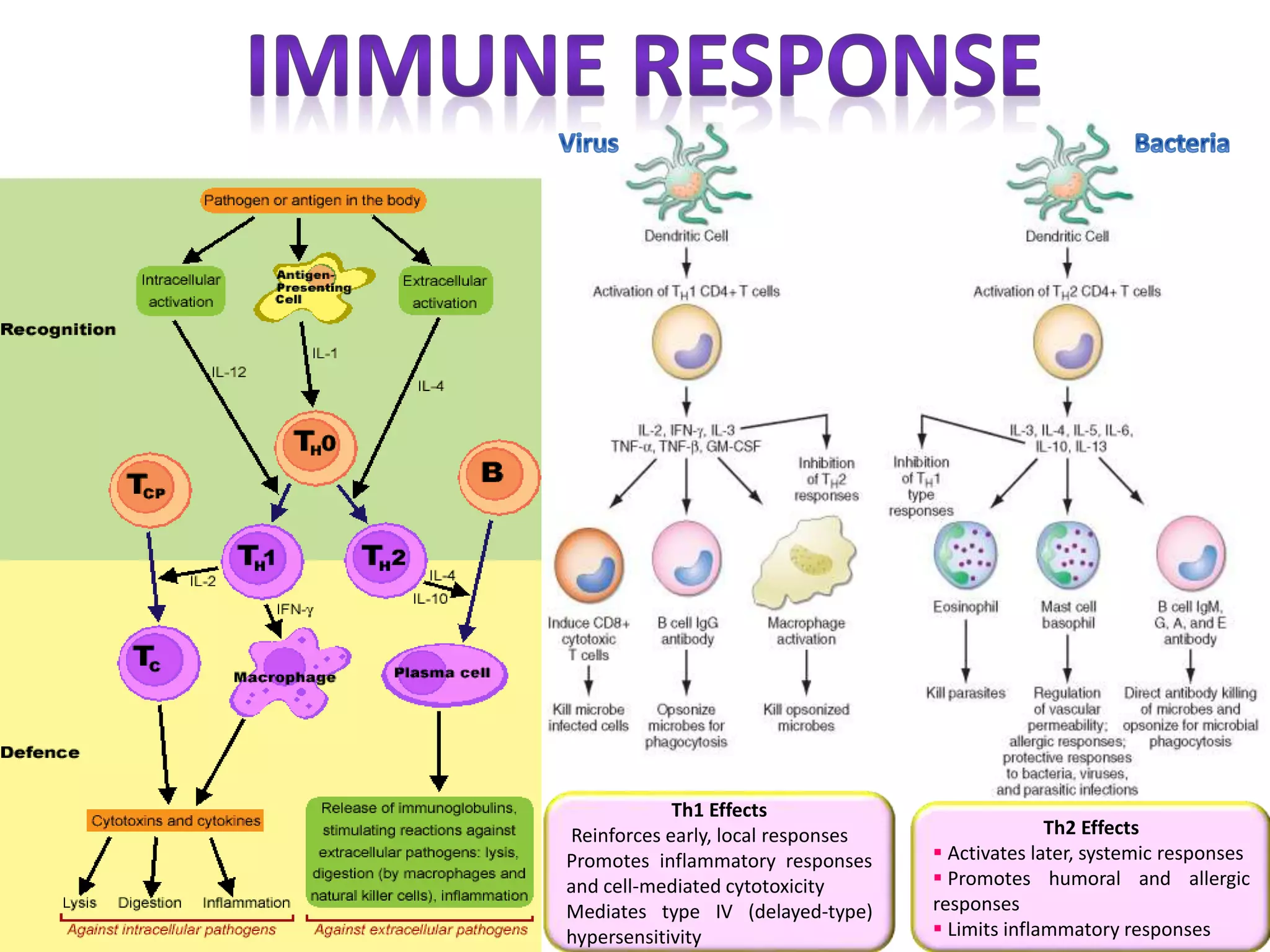 Th1 Effects
Reinforces early, local responses
Promotes inflammatory responses
and cell-mediated cytotoxicity
Mediates type IV (delayed-type)
hypersensitivity
Th2 Effects
 Activates later, systemic responses
 Promotes humoral and allergic
responses
 Limits inflammatory responses
 