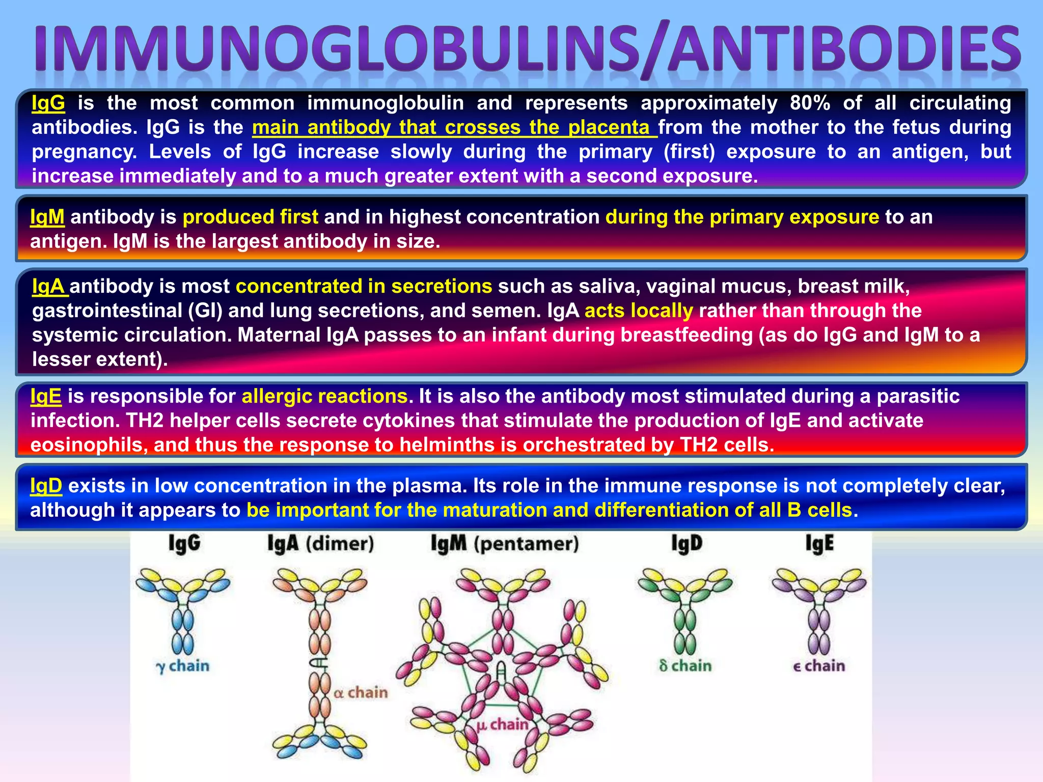 IgG is the most common immunoglobulin and represents approximately 80% of all circulating
antibodies. IgG is the main antibody that crosses the placenta from the mother to the fetus during
pregnancy. Levels of IgG increase slowly during the primary (first) exposure to an antigen, but
increase immediately and to a much greater extent with a second exposure.
IgM antibody is produced first and in highest concentration during the primary exposure to an
antigen. IgM is the largest antibody in size.
IgA antibody is most concentrated in secretions such as saliva, vaginal mucus, breast milk,
gastrointestinal (GI) and lung secretions, and semen. IgA acts locally rather than through the
systemic circulation. Maternal IgA passes to an infant during breastfeeding (as do IgG and IgM to a
lesser extent).
IgE is responsible for allergic reactions. It is also the antibody most stimulated during a parasitic
infection. TH2 helper cells secrete cytokines that stimulate the production of IgE and activate
eosinophils, and thus the response to helminths is orchestrated by TH2 cells.
IgD exists in low concentration in the plasma. Its role in the immune response is not completely clear,
although it appears to be important for the maturation and differentiation of all B cells.
 
