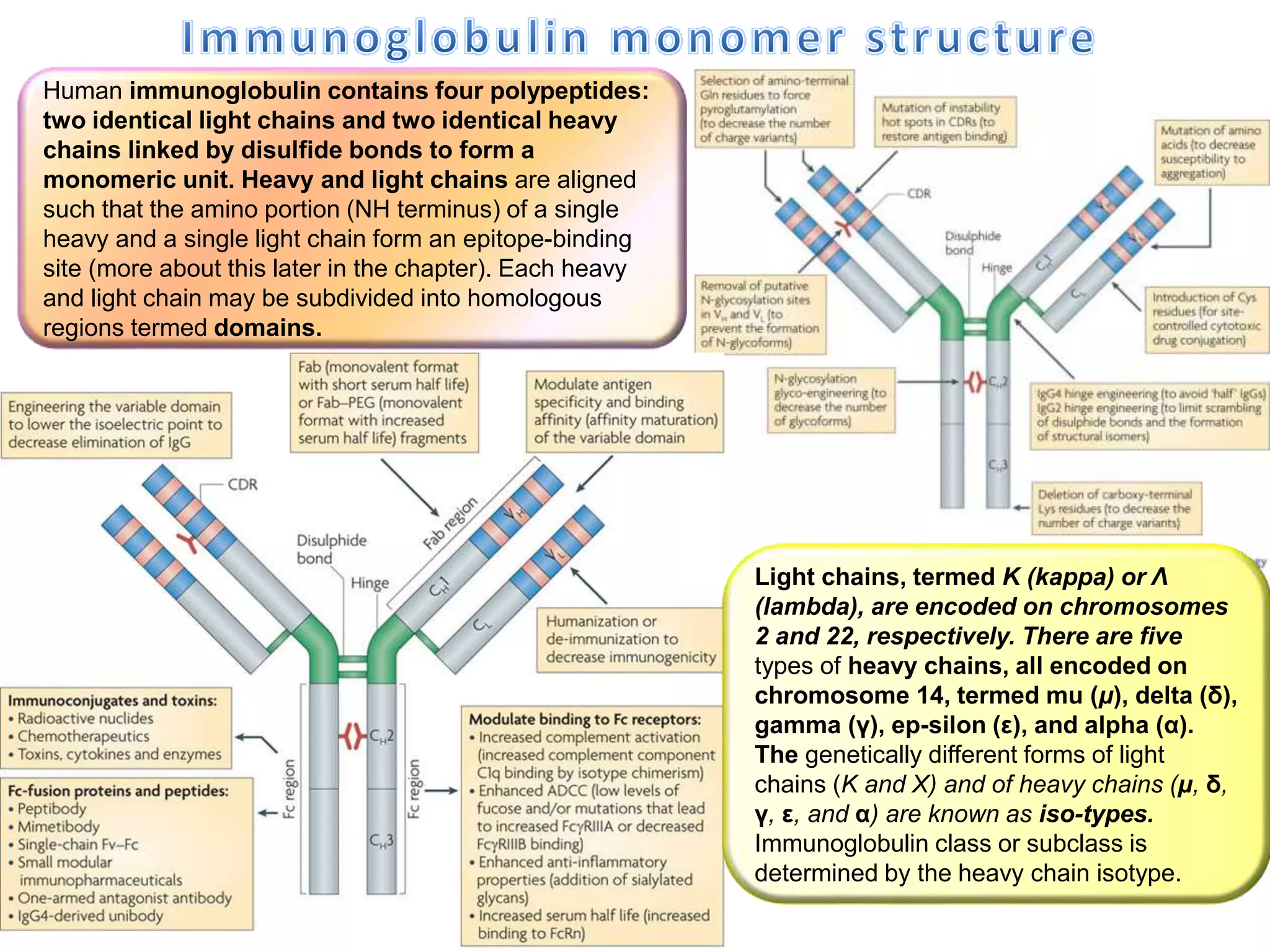 Human immunoglobulin contains four polypeptides:
two identical light chains and two identical heavy
chains linked by disulfide bonds to form a
monomeric unit. Heavy and light chains are aligned
such that the amino portion (NH terminus) of a single
heavy and a single light chain form an epitope-binding
site (more about this later in the chapter). Each heavy
and light chain may be subdivided into homologous
regions termed domains.
Light chains, termed K (kappa) or Λ
(lambda), are encoded on chromosomes
2 and 22, respectively. There are five
types of heavy chains, all encoded on
chromosome 14, termed mu (μ), delta (δ),
gamma (γ), ep-silon (ε), and alpha (α).
The genetically different forms of light
chains (K and X) and of heavy chains (μ, δ,
γ, ε, and α) are known as iso-types.
Immunoglobulin class or subclass is
determined by the heavy chain isotype.
 
