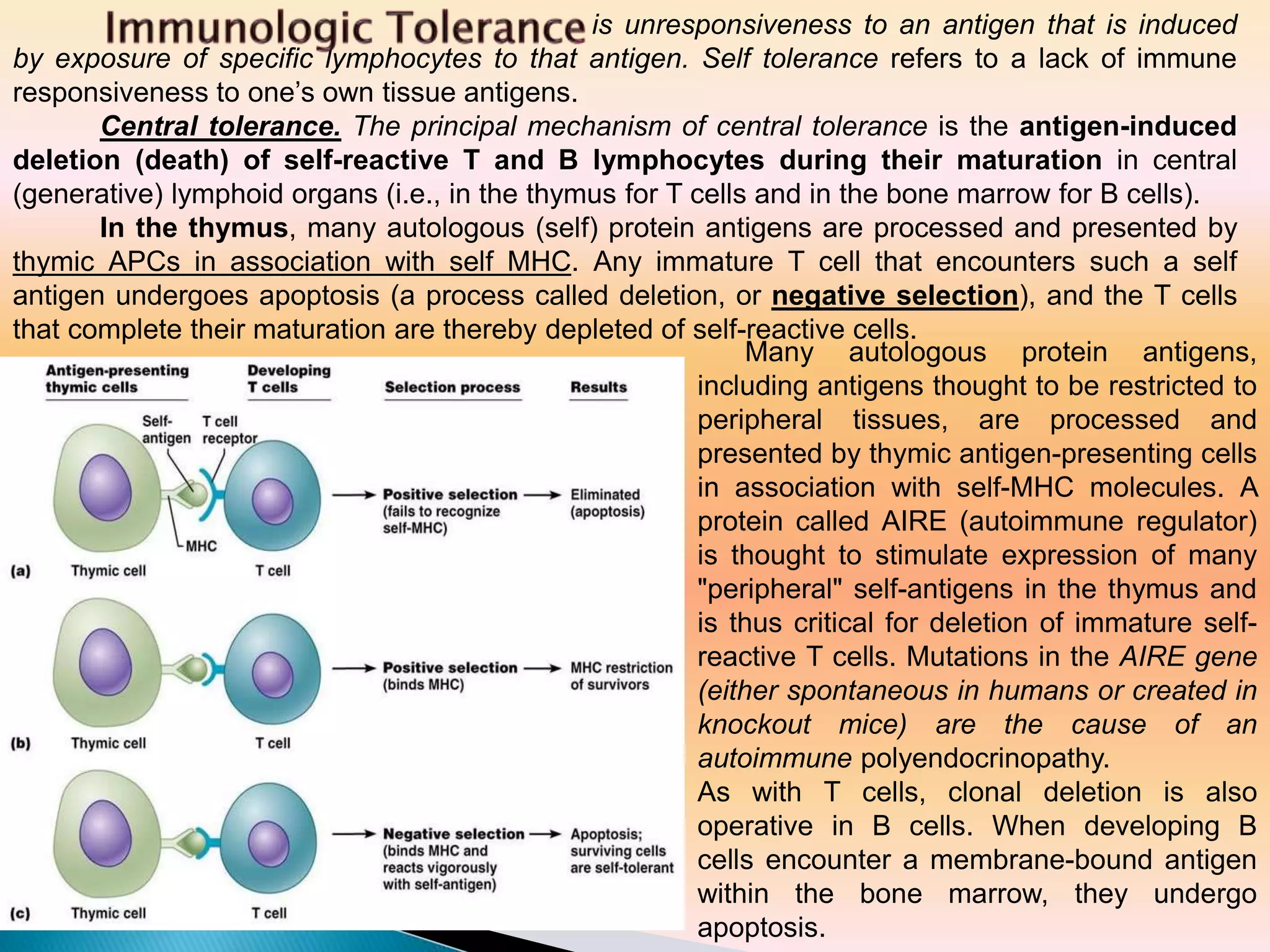 is unresponsiveness to an antigen that is induced
by exposure of specific lymphocytes to that antigen. Self tolerance refers to a lack of immune
responsiveness to one’s own tissue antigens.
Central tolerance. The principal mechanism of central tolerance is the antigen-induced
deletion (death) of self-reactive T and B lymphocytes during their maturation in central
(generative) lymphoid organs (i.e., in the thymus for T cells and in the bone marrow for B cells).
In the thymus, many autologous (self) protein antigens are processed and presented by
thymic APCs in association with self MHC. Any immature T cell that encounters such a self
antigen undergoes apoptosis (a process called deletion, or negative selection), and the T cells
that complete their maturation are thereby depleted of self-reactive cells.
Many autologous protein antigens,
including antigens thought to be restricted to
peripheral tissues, are processed and
presented by thymic antigen-presenting cells
in association with self-MHC molecules. A
protein called AIRE (autoimmune regulator)
is thought to stimulate expression of many
"peripheral" self-antigens in the thymus and
is thus critical for deletion of immature self-
reactive T cells. Mutations in the AIRE gene
(either spontaneous in humans or created in
knockout mice) are the cause of an
autoimmune polyendocrinopathy.
As with T cells, clonal deletion is also
operative in B cells. When developing B
cells encounter a membrane-bound antigen
within the bone marrow, they undergo
apoptosis.
 