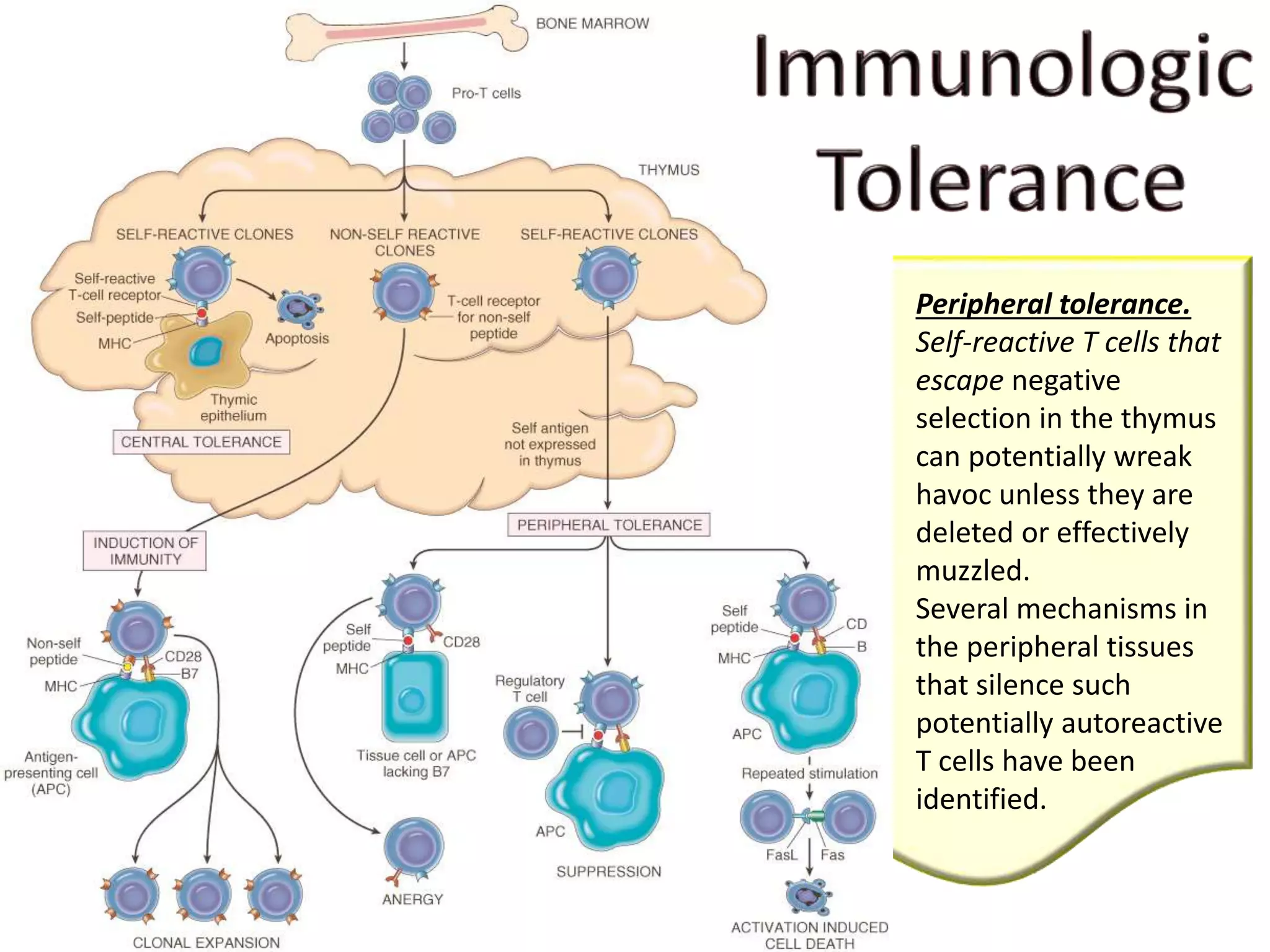 Peripheral tolerance.
Self-reactive T cells that
escape negative
selection in the thymus
can potentially wreak
havoc unless they are
deleted or effectively
muzzled.
Several mechanisms in
the peripheral tissues
that silence such
potentially autoreactive
T cells have been
identified.
 