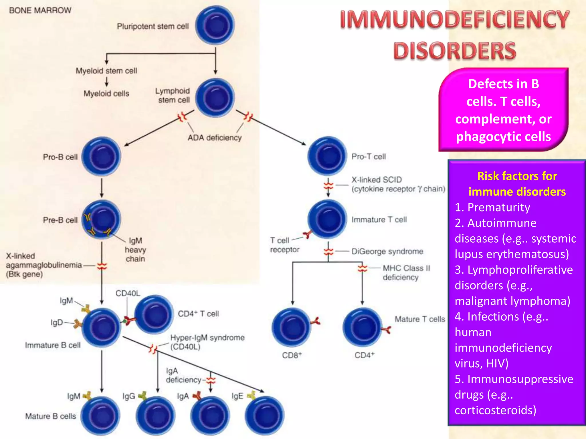 Defects in B
cells. T cells,
complement, or
phagocytic cells
Risk factors for
immune disorders
1. Prematurity
2. Autoimmune
diseases (e.g.. systemic
lupus erythematosus)
3. Lymphoproliferative
disorders (e.g.,
malignant lymphoma)
4. Infections (e.g..
human
immunodeficiency
virus, HIV)
5. Immunosuppressive
drugs (e.g..
corticosteroids)
 