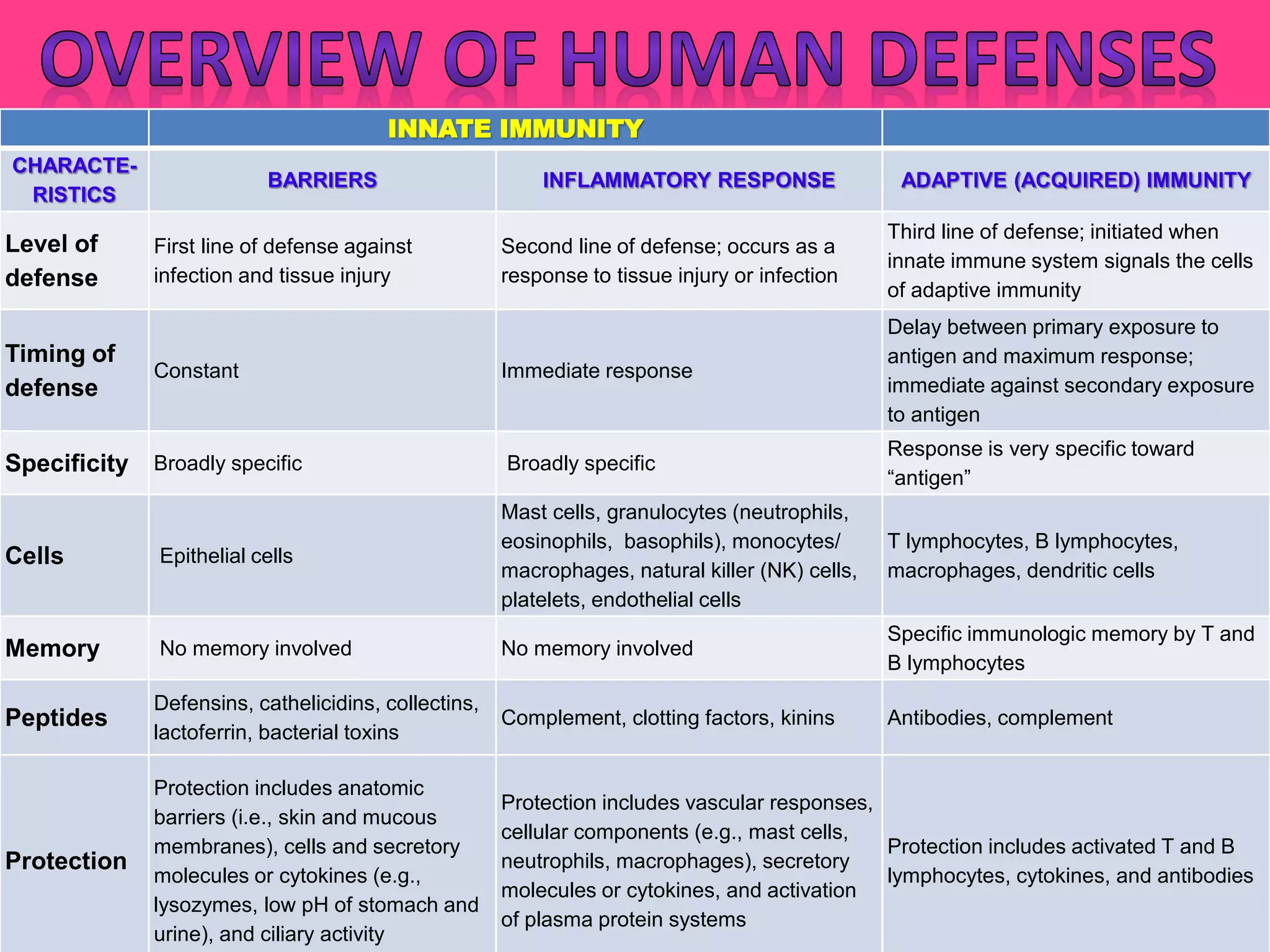 INNATE IMMUNITY
CHARACTE-
RISTICS
BARRIERS INFLAMMATORY RESPONSE ADAPTIVE (ACQUIRED) IMMUNITY
Level of
defense
First line of defense against
infection and tissue injury
Second line of defense; occurs as a
response to tissue injury or infection
Third line of defense; initiated when
innate immune system signals the cells
of adaptive immunity
Timing of
defense
Constant Immediate response
Delay between primary exposure to
antigen and maximum response;
immediate against secondary exposure
to antigen
Specificity Broadly specific Broadly specific
Response is very specific toward
“antigen”
Cells Epithelial cells
Mast cells, granulocytes (neutrophils,
eosinophils, basophils), monocytes/
macrophages, natural killer (NK) cells,
platelets, endothelial cells
T lymphocytes, B lymphocytes,
macrophages, dendritic cells
Memory No memory involved No memory involved
Specific immunologic memory by T and
B lymphocytes
Peptides
Defensins, cathelicidins, collectins,
lactoferrin, bacterial toxins
Complement, clotting factors, kinins Antibodies, complement
Protection
Protection includes anatomic
barriers (i.e., skin and mucous
membranes), cells and secretory
molecules or cytokines (e.g.,
lysozymes, low pH of stomach and
urine), and ciliary activity
Protection includes vascular responses,
cellular components (e.g., mast cells,
neutrophils, macrophages), secretory
molecules or cytokines, and activation
of plasma protein systems
Protection includes activated T and B
lymphocytes, cytokines, and antibodies
 