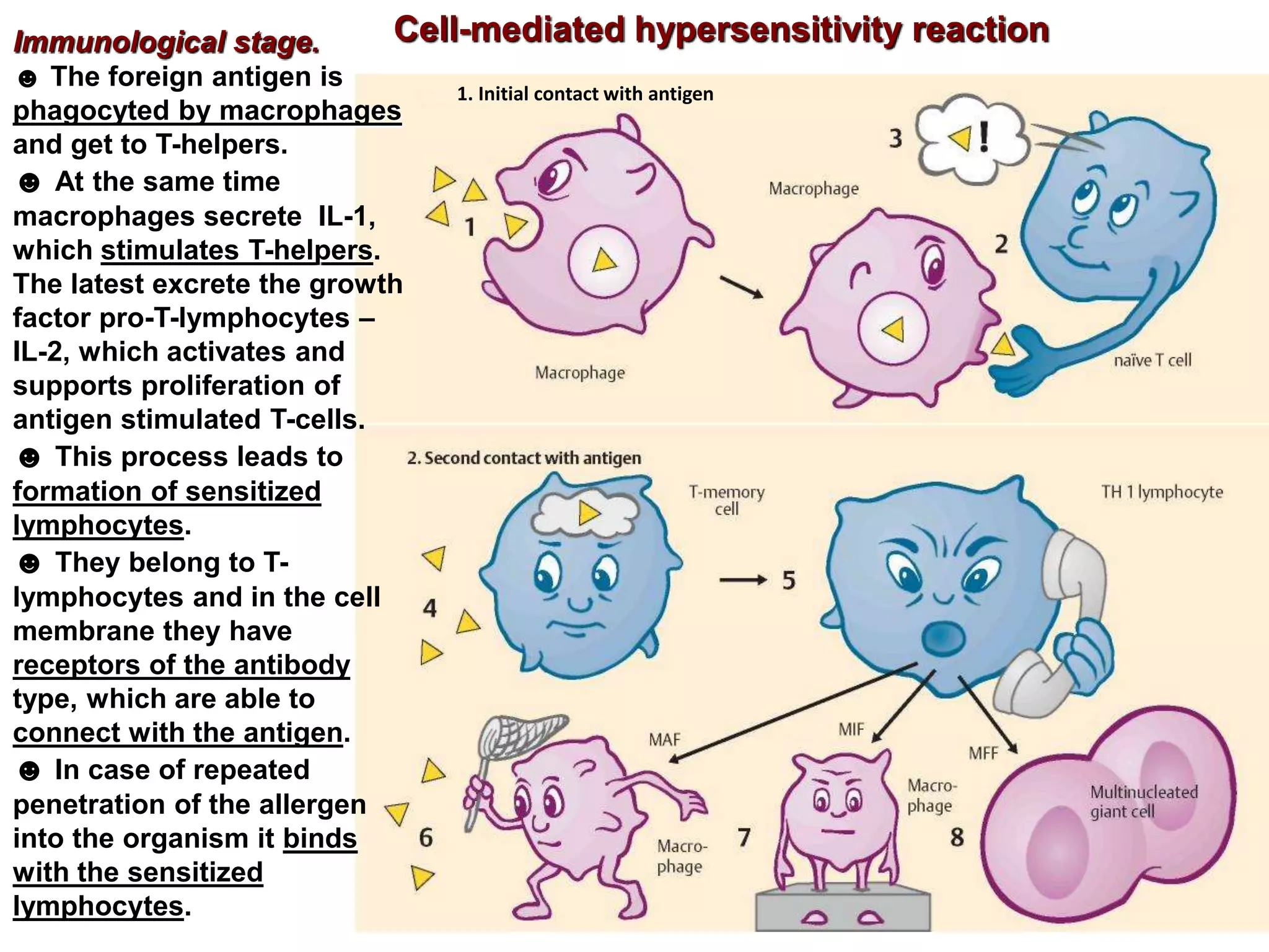 1. Initial contact with antigen
Cell-mediated hypersensitivity reactionImmunological stage.
☻ The foreign antigen is
phagocyted by macrophages
and get to T-helpers.
☻ At the same time
macrophages secrete IL-1,
which stimulates T-helpers.
The latest excrete the growth
factor pro-T-lymphocytes –
IL-2, which activates and
supports proliferation of
antigen stimulated T-cells.
☻ This process leads to
formation of sensitized
lymphocytes.
☻ They belong to T-
lymphocytes and in the cell
membrane they have
receptors of the antibody
type, which are able to
connect with the antigen.
☻ In case of repeated
penetration of the allergen
into the organism it binds
with the sensitized
lymphocytes.
 