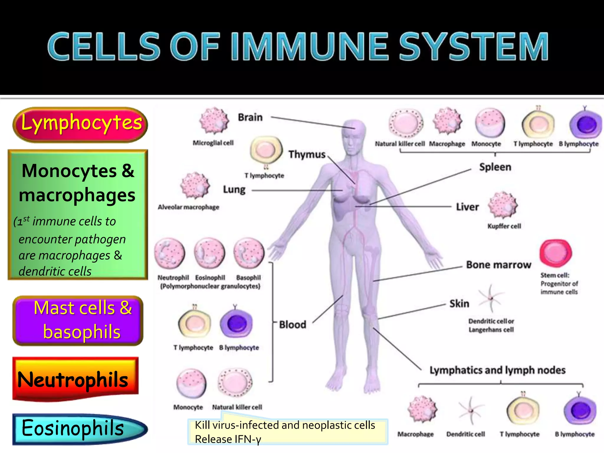 Lymphocytes
Monocytes &
macrophages
(1st immune cells to
encounter pathogen
are macrophages &
dendritic cells
Mast cells &
basophils
Neutrophils
Eosinophils Kill virus-infected and neoplastic cells
Release IFN-γ
 