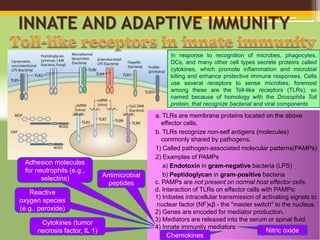INNATE AND ADAPTIVE IMMUNITY
In response to recognition of microbes, phagocytes,
DCs, and many other cell types secrete proteins called
cytokines, which promote inflammation and microbial
killing and enhance protective immune responses. Cells
use several receptors to sense microbes; foremost
among these are the Toll-like receptors (TLRs), so
named because of homology with the Drosophila Toll
protein, that recognize bacterial and viral components
a. TLRs are membrane proteins located on the above
effector cells.
b. TLRs recognize non-self antigens (molecules)
commonly shared by pathogens.
1) Called pathogen-associated molecular patterns(PAMPs)
2) Examples of PAMPs
a) Endotoxin in gram-negative bacteria (LPS)
b) Peptidoglycan in gram-positive bacteria
c. PAMPs are not present on normal host effector cells.
d. Interaction of TLRs on effector cells with PAMPs:
1) Initiates intracellular transmission of activating signals to
nuclear factor (NF)κβ - the "master switch" to the nucleus.
2) Genes are encoded for mediator production.
3) Mediators are released into the serum or spinal fluid.
4) Innate immunity mediators:
Adhesion molecules
for neutrophils (e.g.,
selectins)
Cytokines (tumor
necrosis factor, IL 1)
Chemokines
Nitric oxide
Reactive
oxygen species
(e.g.. peroxide)
Antimicrobial
peptides
 