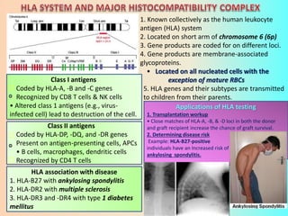 1. Known collectively as the human leukocyte
antigen (HLA) system
2. Located on short arm of chromosome 6 (6p)
3. Gene products are coded for on different loci.
4. Gene products are membrane-associated
glycoproteins.
• Located on all nucleated cells with the
exception of mature RBCs
5. HLA genes and their subtypes are transmitted
to children from their parents.
HLA association with disease
1. HLA-B27 with ankylosing spondylitis
2. HLA-DR2 with multiple sclerosis
3. HLA-DR3 and -DR4 with type 1 diabetes
mellitus
Class I antigens
Coded by HLA-A, -B and -C genes
Recognized by CD8 T cells & NK cells
• Altered class 1 antigens (e.g., virus-
infected cell) lead to destruction of the cell.
Class II antigens
Coded by HLA-DP, -DQ, and -DR genes
Present on antigen-presenting cells, APCs
• B cells, macrophages, dendritic cells
Recognized by CD4 T cells
Applications of HLA testing
1. Transplantation workup
• Close matches of HLA-A, -B, & -D loci in both the donor
and graft recipient increase the chance of graft survival.
2. Determining disease risk
Example: HLA-B27-positive
individuals have an Increased risk of
ankylosing spondylitis.
 