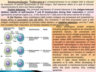 is unresponsiveness to an antigen that is induced
by exposure of specific lymphocytes to that antigen. Self tolerance refers to a lack of immune
responsiveness to one’s own tissue antigens.
Central tolerance. The principal mechanism of central tolerance is the antigen-induced
deletion (death) of self-reactive T and B lymphocytes during their maturation in central
(generative) lymphoid organs (i.e., in the thymus for T cells and in the bone marrow for B cells).
In the thymus, many autologous (self) protein antigens are processed and presented by
thymic APCs in association with self MHC. Any immature T cell that encounters such a self
antigen undergoes apoptosis (a process called deletion, or negative selection), and the T cells
that complete their maturation are thereby depleted of self-reactive cells.
Many autologous protein antigens,
including antigens thought to be restricted to
peripheral tissues, are processed and
presented by thymic antigen-presenting cells
in association with self-MHC molecules. A
protein called AIRE (autoimmune regulator)
is thought to stimulate expression of many
"peripheral" self-antigens in the thymus and
is thus critical for deletion of immature self-
reactive T cells. Mutations in the AIRE gene
(either spontaneous in humans or created in
knockout mice) are the cause of an
autoimmune polyendocrinopathy.
As with T cells, clonal deletion is also
operative in B cells. When developing B
cells encounter a membrane-bound antigen
within the bone marrow, they undergo
apoptosis.
 