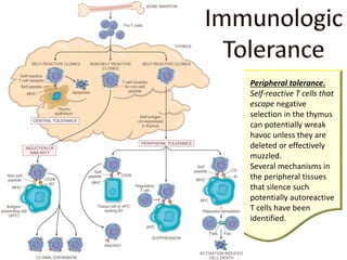 Peripheral tolerance.
Self-reactive T cells that
escape negative
selection in the thymus
can potentially wreak
havoc unless they are
deleted or effectively
muzzled.
Several mechanisms in
the peripheral tissues
that silence such
potentially autoreactive
T cells have been
identified.
 