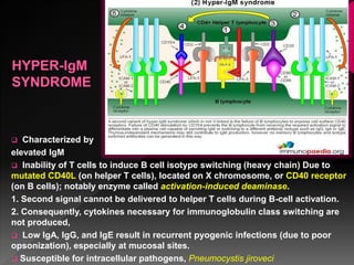  Characterized by
elevated IgM
 Inability of T cells to induce B cell isotype switching (heavy chain) Due to
mutated CD40L (on helper T cells), located on X chromosome, or CD40 receptor
(on B cells); notably enzyme called activation-induced deaminase.
1. Second signal cannot be delivered to helper T cells during B-cell activation.
2. Consequently, cytokines necessary for immunoglobulin class switching are
not produced,
 Low IgA, IgG, and IgE result in recurrent pyogenic infections (due to poor
opsonization), especially at mucosal sites.
 Susceptible for intracellular pathogens, Pneumocystis jiroveci
 