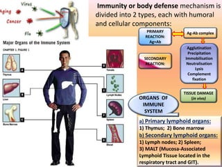 Immunity or body defense mechanism is
divided into 2 types, each with humoral
and cellular components:
PRIMARY
REACTION:
Ag+Ab
SECONDARY
REACTION:
TISSUE DAMAGE
(in vivo)
Agglutination
Precipitation
Immobilisation
Neutralisation
Lysis
Complement
fixation
Ag-Ab complex
a) Primary lymphoid organs:
1) Thymus; 2) Bone marrow
b) Secondary lymphoid organs:
1) Lymph nodes; 2) Spleen;
3) MALT (Mucosa-Associated
Lymphoid Tissue located in the
respiratory tract and GIT).
ORGANS OF
IMMUNE
SYSTEM
 