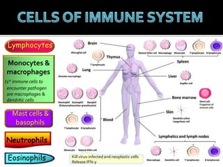 Lymphocytes
Monocytes &
macrophages
(1st immune cells to
encounter pathogen
are macrophages &
dendritic cells
Mast cells &
basophils
Neutrophils
Eosinophils Kill virus-infected and neoplastic cells
Release IFN-γ
 