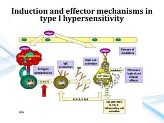 Induction and effector mechanisms in
type I hypersensitivity
 