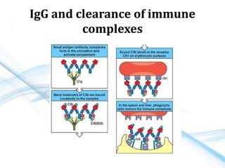 IgG and clearance of immune
complexes
 