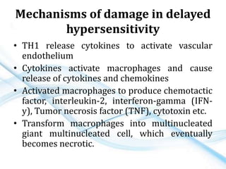Mechanisms of damage in delayed
hypersensitivity
• TH1 release cytokines to activate vascular
endothelium
• Cytokines activate macrophages and cause
release of cytokines and chemokines
• Activated macrophages to produce chemotactic
factor, interleukin-2, interferon-gamma (IFN-
y), Tumor necrosis factor (TNF), cytotoxin etc.
• Transform macrophages into multinucleated
giant multinucleated cell, which eventually
becomes necrotic.
 