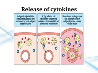 Release of cytokines
 