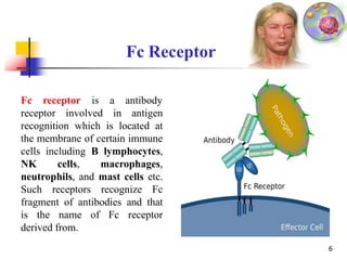 Fc receptor
6
is a antibody
receptor involved in antigen
recognition which is located at
the membrane of certain immune
cells including B lymphocytes,
NK cells, macrophages,
neutrophils, and mast cells etc.
Such receptors recognize Fc
fragment of antibodies and that
is the name of Fc receptor
derived from.
Fc Receptor
 
