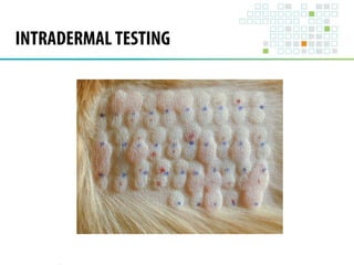 INTRADERMAL TESTING 
 