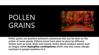 POLLEN
GRAINS
Pollen grains are powdery yellowish substances that can be seen on the
anther of some plants. Pollens travel from plant to plant by different
factors such as wind, birds and insects. Some plants produce spores such
as fungus called Aspergillus conidiophores which may also cause allergic
reactions in people sensitive to it.
 