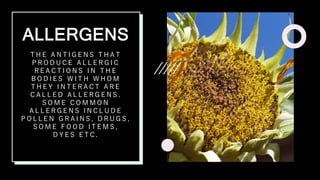 ALLERGENS
T H E A N T I G E N S T H A T
P R O D U C E A L L E R G I C
R E A C T I O N S I N T H E
B O D I E S W I T H W H O M
T H E Y I N T E R A C T A R E
C A L L E D A L L E R G E N S .
S O M E C O M M O N
A L L E R G E N S I N C L U D E
P O L L E N G R A I N S , D R U G S ,
S O M E F O O D I T E M S ,
D Y E S E T C .
 