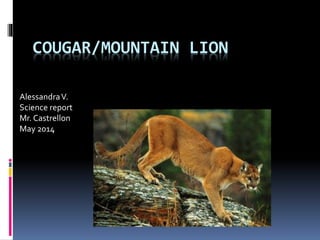 COUGAR/MOUNTAIN LION
AlessandraV.
Science report
Mr. Castrellon
May 2014
 