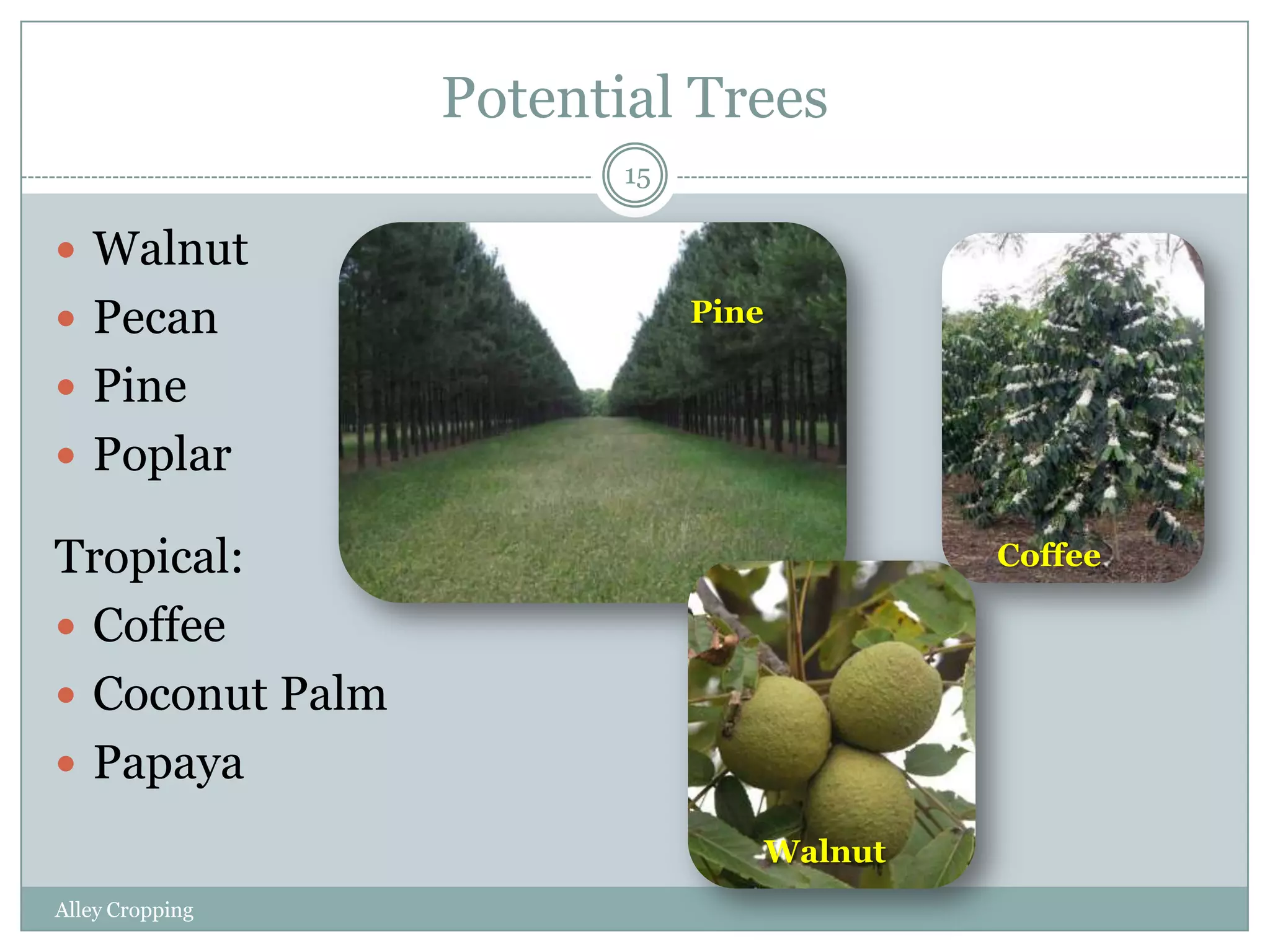 Potential Trees
15

 Walnut
 Pecan

Pine

 Pine
 Poplar

Tropical:
 Coffee
 Coconut Palm
 Papaya

Coffee

Walnut
Alley Cropping

 