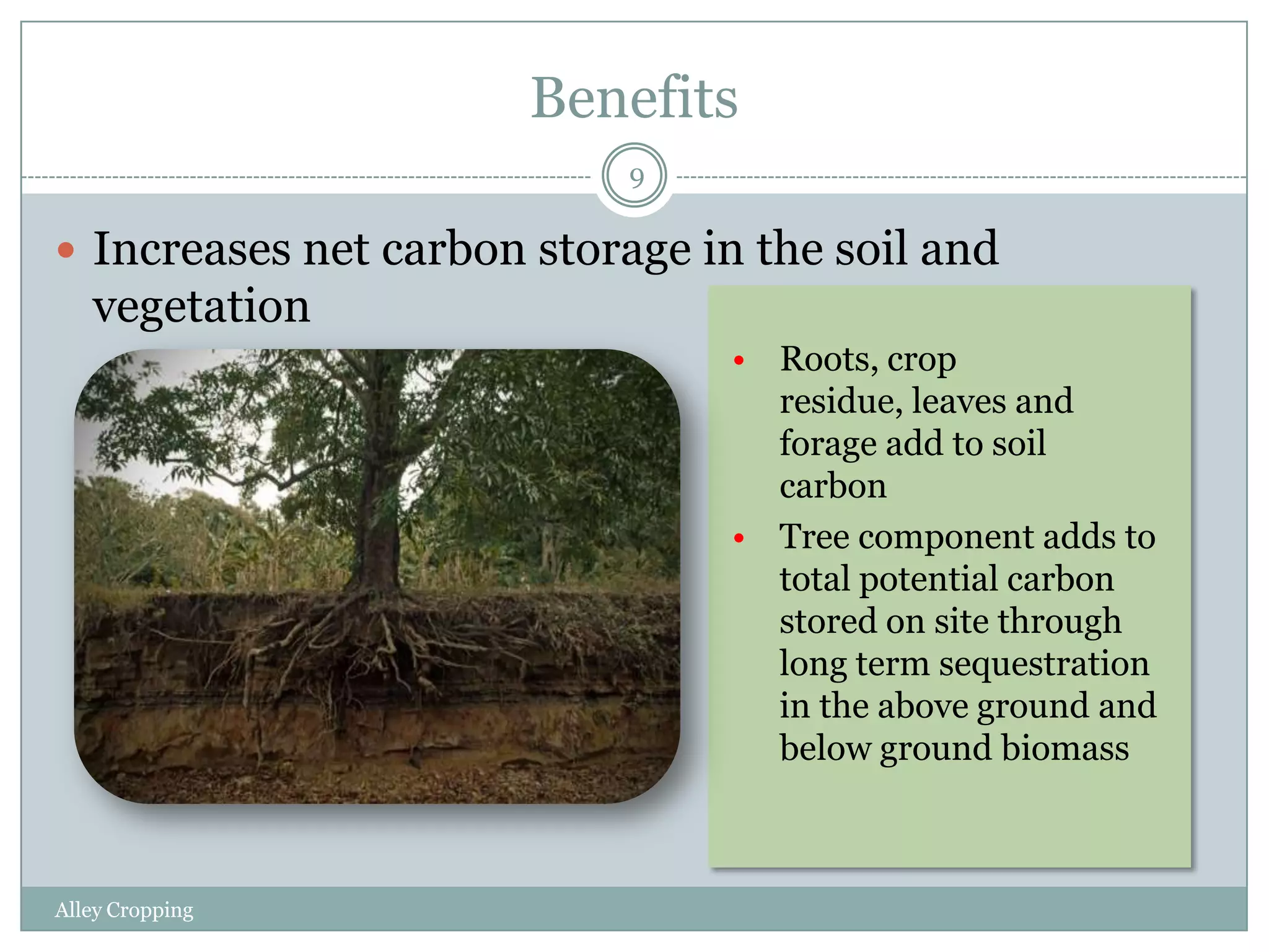 Benefits
9

 Increases net carbon storage in the soil and

vegetation
• Roots, crop
residue, leaves and
forage add to soil
carbon
• Tree component adds to
total potential carbon
stored on site through
long term sequestration
in the above ground and
below ground biomass

Alley Cropping

 