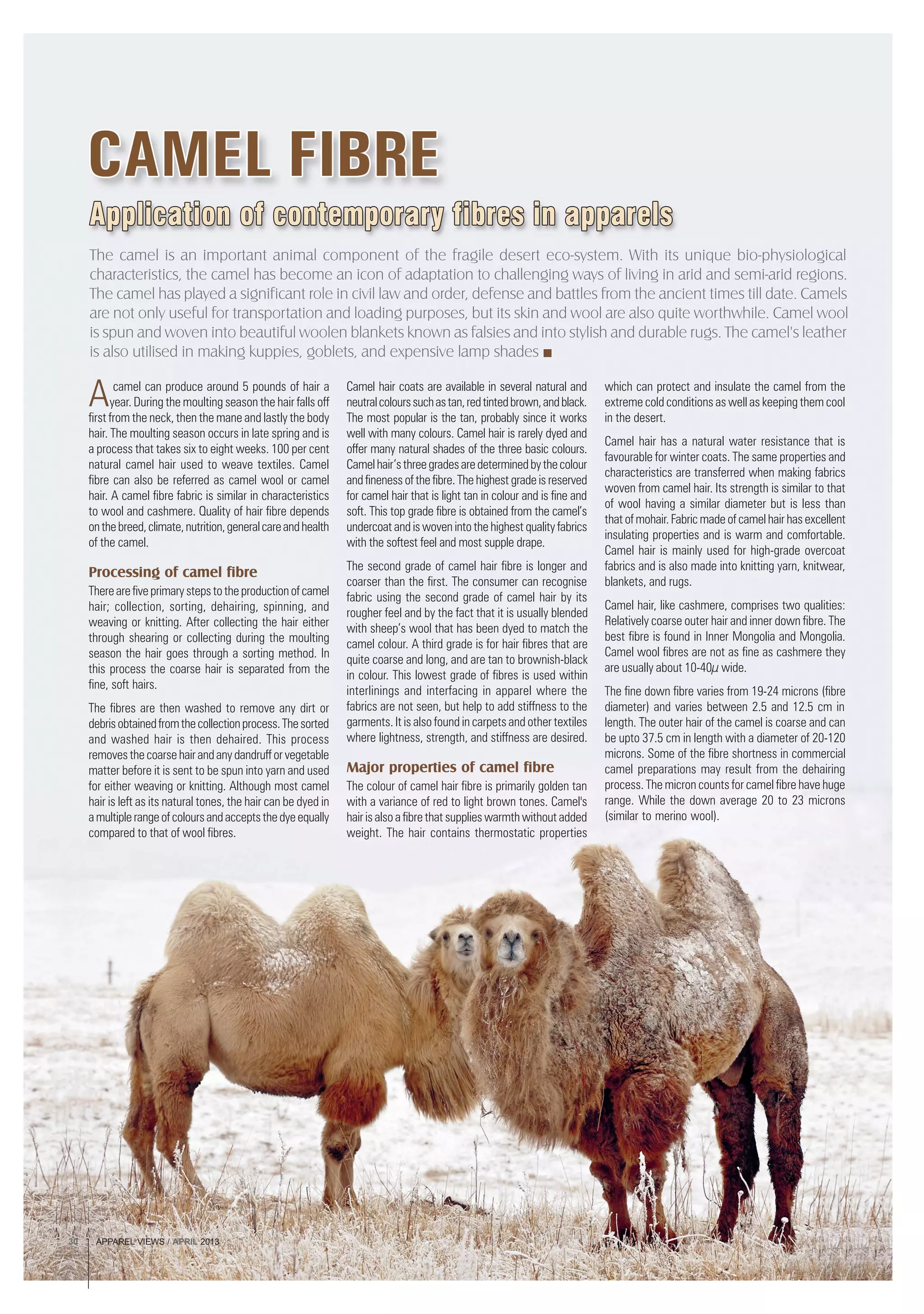 APPAREL VIEWS / APRIL 201330
The camel is an important animal component of the fragile desert eco-system. With its unique bio-physiological
characteristics, the camel has become an icon of adaptation to challenging ways of living in arid and semi-arid regions.
The camel has played a significant role in civil law and order, defense and battles from the ancient times till date. Camels
are not only useful for transportation and loading purposes, but its skin and wool are also quite worthwhile. Camel wool
is spun and woven into beautiful woolen blankets known as falsies and into stylish and durable rugs. The camel's leather
is also utilised in making kuppies, goblets, and expensive lamp shades
Acamel can produce around 5 pounds of hair a
year. During the moulting season the hair falls off
first from the neck, then the mane and lastly the body
hair. The moulting season occurs in late spring and is
a process that takes six to eight weeks. 100 per cent
natural camel hair used to weave textiles. Camel
fibre can also be referred as camel wool or camel
hair. A camel fibre fabric is similar in characteristics
to wool and cashmere. Quality of hair fibre depends
onthebreed,climate,nutrition,generalcareandhealth
of the camel.
Processing of camel fibre
Therearefiveprimarystepstotheproductionofcamel
hair; collection, sorting, dehairing, spinning, and
weaving or knitting. After collecting the hair either
through shearing or collecting during the moulting
season the hair goes through a sorting method. In
this process the coarse hair is separated from the
fine, soft hairs.
The fibres are then washed to remove any dirt or
debrisobtainedfromthecollectionprocess.Thesorted
and washed hair is then dehaired. This process
removesthecoarsehairandanydandrufforvegetable
matter before it is sent to be spun into yarn and used
for either weaving or knitting. Although most camel
hair is left as its natural tones, the hair can be dyed in
amultiplerangeofcoloursandacceptsthedyeequally
compared to that of wool fibres.
Camel hair coats are available in several natural and
neutralcolourssuchastan,redtintedbrown,andblack.
The most popular is the tan, probably since it works
well with many colours. Camel hair is rarely dyed and
offer many natural shades of the three basic colours.
Camelhair’sthreegradesaredeterminedbythecolour
and fineness of the fibre. The highest grade is reserved
for camel hair that is light tan in colour and is fine and
soft. This top grade fibre is obtained from the camel’s
undercoat and is woven into the highest quality fabrics
with the softest feel and most supple drape.
The second grade of camel hair fibre is longer and
coarser than the first. The consumer can recognise
fabric using the second grade of camel hair by its
rougher feel and by the fact that it is usually blended
with sheep’s wool that has been dyed to match the
camel colour. A third grade is for hair fibres that are
quite coarse and long, and are tan to brownish-black
in colour. This lowest grade of fibres is used within
interlinings and interfacing in apparel where the
fabrics are not seen, but help to add stiffness to the
garments. It is also found in carpets and other textiles
where lightness, strength, and stiffness are desired.
Major properties of camel fibre
The colour of camel hair fibre is primarily golden tan
with a variance of red to light brown tones. Camel's
hair is also a fibre that supplies warmth without added
weight. The hair contains thermostatic properties
which can protect and insulate the camel from the
extreme cold conditions as well as keeping them cool
in the desert.
Camel hair has a natural water resistance that is
favourable for winter coats. The same properties and
characteristics are transferred when making fabrics
woven from camel hair. Its strength is similar to that
of wool having a similar diameter but is less than
that of mohair. Fabric made of camel hair has excellent
insulating properties and is warm and comfortable.
Camel hair is mainly used for high-grade overcoat
fabrics and is also made into knitting yarn, knitwear,
blankets, and rugs.
Camel hair, like cashmere, comprises two qualities:
Relatively coarse outer hair and inner down fibre. The
best fibre is found in Inner Mongolia and Mongolia.
Camel wool fibres are not as fine as cashmere they
are usually about 10-40µ wide.
The fine down fibre varies from 19-24 microns (fibre
diameter) and varies between 2.5 and 12.5 cm in
length. The outer hair of the camel is coarse and can
be upto 37.5 cm in length with a diameter of 20-120
microns. Some of the fibre shortness in commercial
camel preparations may result from the dehairing
process. The micron counts for camel fibre have huge
range. While the down average 20 to 23 microns
(similar to merino wool).
APPAREL VIEWS / APRIL 201330
 
