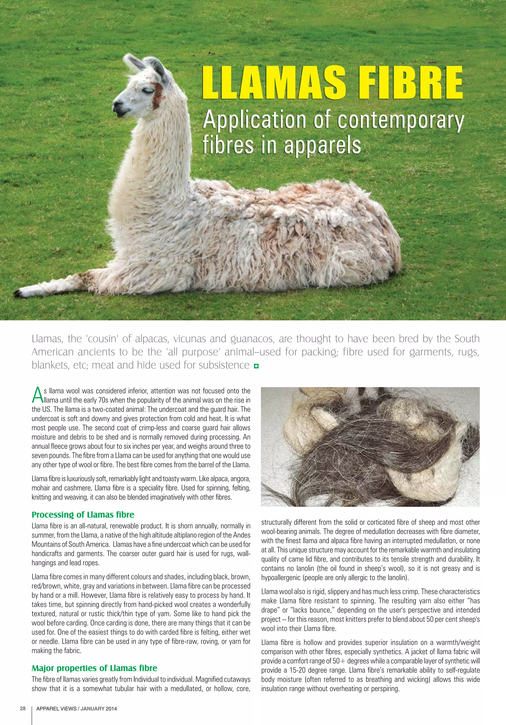 APPAREL VIEWS / JANUARY 201428
Llamas, the 'cousin' of alpacas, vicunas and guanacos, are thought to have been bred by the South
American ancients to be the 'all purpose' animal--used for packing; fibre used for garments, rugs,
blankets, etc; meat and hide used for subsistence
As llama wool was considered inferior, attention was not focused onto the
llama until the early 70s when the popularity of the animal was on the rise in
the US. The llama is a two-coated animal: The undercoat and the guard hair. The
undercoat is soft and downy and gives protection from cold and heat. It is what
most people use. The second coat of crimp-less and coarse guard hair allows
moisture and debris to be shed and is normally removed during processing. An
annual fleece grows about four to six inches per year, and weighs around three to
seven pounds. The fibre from a Llama can be used for anything that one would use
any other type of wool or fibre. The best fibre comes from the barrel of the Llama.
Llamafibreisluxuriouslysoft,remarkablylightandtoastywarm.Likealpaca,angora,
mohair and cashmere, Llama fibre is a speciality fibre. Used for spinning, felting,
knitting and weaving, it can also be blended imaginatively with other fibres.
Processing of Llamas fibre
Llama fibre is an all-natural, renewable product. It is shorn annually, normally in
summer, from the Llama, a native of the high altitude altiplano region of the Andes
Mountains of South America. Llamas have a fine undercoat which can be used for
handicrafts and garments. The coarser outer guard hair is used for rugs, wall-
hangings and lead ropes.
Llama fibre comes in many different colours and shades, including black, brown,
red/brown, white, gray and variations in between. Llama fibre can be processed
by hand or a mill. However, Llama fibre is relatively easy to process by hand. It
takes time, but spinning directly from hand-picked wool creates a wonderfully
textured, natural or rustic thick/thin type of yam. Some like to hand pick the
wool before carding. Once carding is done, there are many things that it can be
used for. One of the easiest things to do with carded fibre is felting, either wet
or needle. Llama fibre can be used in any type of fibre-raw, roving, or yarn for
making the fabric.
Major properties of Llamas fibre
The fibre of llamas varies greatly from Individual to individual. Magnified cutaways
show that it is a somewhat tubular hair with a medullated, or hollow, core,
structurally different from the solid or corticated fibre of sheep and most other
wool-bearing animals. The degree of medullatlon decreases with fibre diameter,
with the finest llama and alpaca fibre having an interrupted medullatlon, or none
at all. This unique structure may account for the remarkable warmth and insulating
quality of came lid fibre, and contributes to its tensile strength and durability. It
contains no lanolin (the oil found in sheep’s wool), so it is not greasy and is
hypoallergenic (people are only allergic to the lanolin).
Llama wool also is rigid, slippery and has much less crimp. These characteristics
make Llama fibre resistant to spinning. The resulting yarn also either “has
drape” or “lacks bounce,” depending on the user's perspective and intended
project -- for this reason, most knitters prefer to blend about 50 per cent sheep's
wool into their Llama fibre.
Llama fibre is hollow and provides superior insulation on a warmth/weight
comparison with other fibres, especially synthetics. A jacket of llama fabric will
provide a comfort range of 50+ degrees while a comparable layer of synthetic will
provide a 15-20 degree range. Llama fibre’s remarkable ability to self-regulate
body moisture (often referred to as breathing and wicking) allows this wide
insulation range without overheating or perspiring.
 