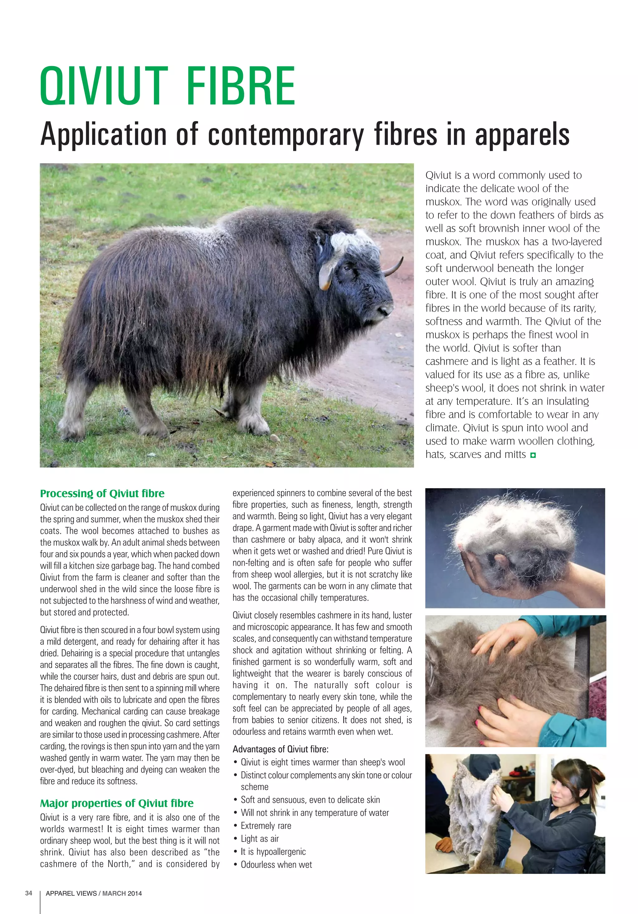 APPAREL VIEWS / MARCH 201434
Application of contemporary fibres in apparels
QIVIUT FIBRE
Processing of Qiviut fibre
Qiviut can be collected on the range of muskox during
the spring and summer, when the muskox shed their
coats. The wool becomes attached to bushes as
the muskox walk by. An adult animal sheds between
four and six pounds a year, which when packed down
will fill a kitchen size garbage bag. The hand combed
Qiviut from the farm is cleaner and softer than the
underwool shed in the wild since the loose fibre is
not subjected to the harshness of wind and weather,
but stored and protected.
Qiviut fibre is then scoured in a four bowl system using
a mild detergent, and ready for dehairing after it has
dried. Dehairing is a special procedure that untangles
and separates all the fibres. The fine down is caught,
while the courser hairs, dust and debris are spun out.
The dehaired fibre is then sent to a spinning mill where
it is blended with oils to lubricate and open the fibres
for carding. Mechanical carding can cause breakage
and weaken and roughen the qiviut. So card settings
aresimilartothoseusedinprocessingcashmere.After
carding, the rovings is then spun into yarn and the yarn
washed gently in warm water. The yarn may then be
over-dyed, but bleaching and dyeing can weaken the
fibre and reduce its softness.
Major properties of Qiviut fibre
Qiviut is a very rare fibre, and it is also one of the
worlds warmest! It is eight times warmer than
ordinary sheep wool, but the best thing is it will not
shrink. Qiviut has also been described as “the
cashmere of the North,” and is considered by
experienced spinners to combine several of the best
fibre properties, such as fineness, length, strength
and warmth. Being so light, Qiviut has a very elegant
drape. A garment made with Qiviut is softer and richer
than cashmere or baby alpaca, and it won't shrink
when it gets wet or washed and dried! Pure Qiviut is
non-felting and is often safe for people who suffer
from sheep wool allergies, but it is not scratchy like
wool. The garments can be worn in any climate that
has the occasional chilly temperatures.
Qiviut closely resembles cashmere in its hand, luster
and microscopic appearance. It has few and smooth
scales, and consequently can withstand temperature
shock and agitation without shrinking or felting. A
finished garment is so wonderfully warm, soft and
lightweight that the wearer is barely conscious of
having it on. The naturally soft colour is
complementary to nearly every skin tone, while the
soft feel can be appreciated by people of all ages,
from babies to senior citizens. It does not shed, is
odourless and retains warmth even when wet.
Advantages of Qiviut fibre:
• Qiviut is eight times warmer than sheep's wool
• Distinct colour complements any skin tone or colour
scheme
• Soft and sensuous, even to delicate skin
• Will not shrink in any temperature of water
• Extremely rare
• Light as air
• It is hypoallergenic
• Odourless when wet
Qiviut is a word commonly used to
indicate the delicate wool of the
muskox. The word was originally used
to refer to the down feathers of birds as
well as soft brownish inner wool of the
muskox. The muskox has a two-layered
coat, and Qiviut refers specifically to the
soft underwool beneath the longer
outer wool. Qiviut is truly an amazing
fibre. It is one of the most sought after
fibres in the world because of its rarity,
softness and warmth. The Qiviut of the
muskox is perhaps the finest wool in
the world. Qiviut is softer than
cashmere and is light as a feather. It is
valued for its use as a fibre as, unlike
sheep's wool, it does not shrink in water
at any temperature. It’s an insulating
fibre and is comfortable to wear in any
climate. Qiviut is spun into wool and
used to make warm woollen clothing,
hats, scarves and mitts
 