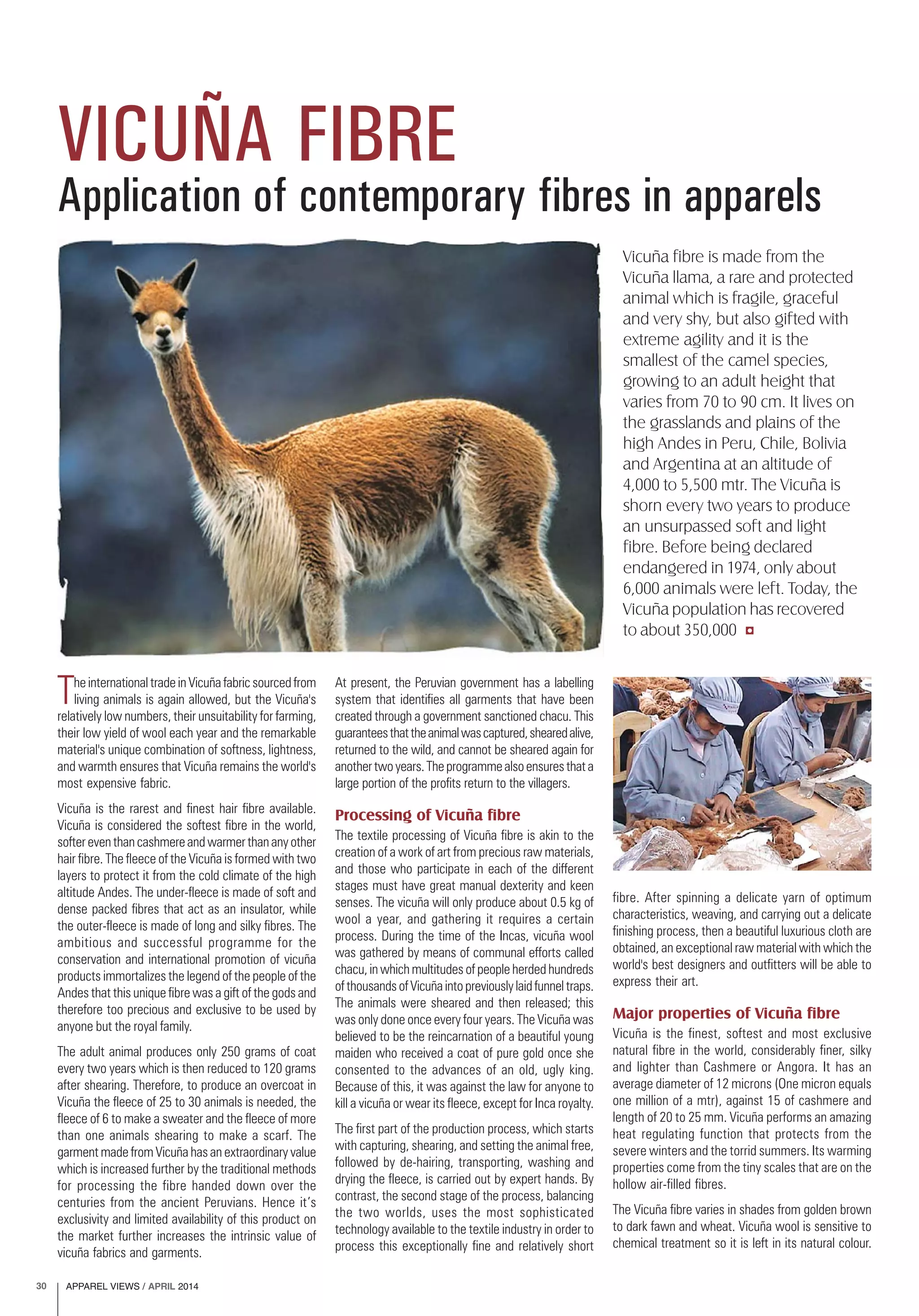 APPAREL VIEWS / APRIL 201430
Application of contemporary fibres in apparels
VICUÑA FIBRE
Vicuña fibre is made from the
Vicuña llama, a rare and protected
animal which is fragile, graceful
and very shy, but also gifted with
extreme agility and it is the
smallest of the camel species,
growing to an adult height that
varies from 70 to 90 cm. It lives on
the grasslands and plains of the
high Andes in Peru, Chile, Bolivia
and Argentina at an altitude of
4,000 to 5,500 mtr. The Vicuña is
shorn every two years to produce
an unsurpassed soft and light
fibre. Before being declared
endangered in 1974, only about
6,000 animals were left. Today, the
Vicuña population has recovered
to about 350,000
The international trade in Vicuña fabric sourced from
living animals is again allowed, but the Vicuña's
relatively low numbers, their unsuitability for farming,
their low yield of wool each year and the remarkable
material's unique combination of softness, lightness,
and warmth ensures that Vicuña remains the world's
most expensive fabric.
Vicuña is the rarest and finest hair fibre available.
Vicuña is considered the softest fibre in the world,
softereventhancashmereandwarmerthananyother
hair fibre. The fleece of the Vicuña is formed with two
layers to protect it from the cold climate of the high
altitude Andes. The under-fleece is made of soft and
dense packed fibres that act as an insulator, while
the outer-fleece is made of long and silky fibres. The
ambitious and successful programme for the
conservation and international promotion of vicuña
products immortalizes the legend of the people of the
Andes that this unique fibre was a gift of the gods and
therefore too precious and exclusive to be used by
anyone but the royal family.
The adult animal produces only 250 grams of coat
every two years which is then reduced to 120 grams
after shearing. Therefore, to produce an overcoat in
Vicuña the fleece of 25 to 30 animals is needed, the
fleece of 6 to make a sweater and the fleece of more
than one animals shearing to make a scarf. The
garment made from Vicuña has an extraordinary value
which is increased further by the traditional methods
for processing the fibre handed down over the
centuries from the ancient Peruvians. Hence it’s
exclusivity and limited availability of this product on
the market further increases the intrinsic value of
vicuña fabrics and garments.
At present, the Peruvian government has a labelling
system that identifies all garments that have been
created through a government sanctioned chacu. This
guaranteesthattheanimalwascaptured,shearedalive,
returned to the wild, and cannot be sheared again for
anothertwoyears.Theprogrammealsoensuresthata
large portion of the profits return to the villagers.
Processing of Vicuña fibre
The textile processing of Vicuña fibre is akin to the
creation of a work of art from precious raw materials,
and those who participate in each of the different
stages must have great manual dexterity and keen
senses. The vicuña will only produce about 0.5 kg of
wool a year, and gathering it requires a certain
process. During the time of the Incas, vicuña wool
was gathered by means of communal efforts called
chacu, in which multitudes of people herded hundreds
ofthousandsofVicuñaintopreviouslylaidfunneltraps.
The animals were sheared and then released; this
was only done once every four years. The Vicuña was
believed to be the reincarnation of a beautiful young
maiden who received a coat of pure gold once she
consented to the advances of an old, ugly king.
Because of this, it was against the law for anyone to
kill a vicuña or wear its fleece, except for Inca royalty.
The first part of the production process, which starts
with capturing, shearing, and setting the animal free,
followed by de-hairing, transporting, washing and
drying the fleece, is carried out by expert hands. By
contrast, the second stage of the process, balancing
the two worlds, uses the most sophisticated
technology available to the textile industry in order to
process this exceptionally fine and relatively short
fibre. After spinning a delicate yarn of optimum
characteristics, weaving, and carrying out a delicate
finishing process, then a beautiful luxurious cloth are
obtained, an exceptional raw material with which the
world's best designers and outfitters will be able to
express their art.
Major properties of Vicuña fibre
Vicuña is the finest, softest and most exclusive
natural fibre in the world, considerably finer, silky
and lighter than Cashmere or Angora. It has an
average diameter of 12 microns (One micron equals
one million of a mtr), against 15 of cashmere and
length of 20 to 25 mm. Vicuña performs an amazing
heat regulating function that protects from the
severe winters and the torrid summers. Its warming
properties come from the tiny scales that are on the
hollow air-filled fibres.
The Vicuña fibre varies in shades from golden brown
to dark fawn and wheat. Vicuña wool is sensitive to
chemical treatment so it is left in its natural colour.
 
