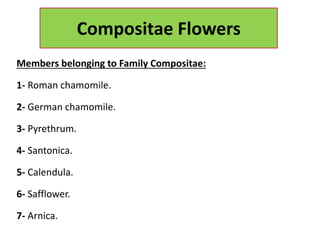 Members belonging to Family Compositae:
1- Roman chamomile.
2- German chamomile.
3- Pyrethrum.
4- Santonica.
5- Calendula.
6- Safflower.
7- Arnica.
Compositae Flowers
 