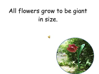 All flowers grow to be giant in size. 