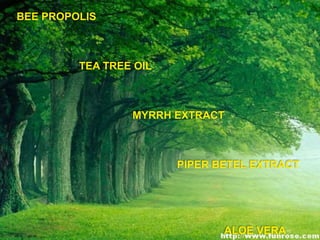 BEE PROPOLIS
TEA TREE OIL
MYRRH EXTRACT
PIPER BETEL EXTRACT
ALOE VERA
 