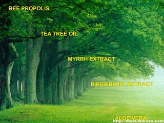 BEE PROPOLIS
TEA TREE OIL
MYRRH EXTRACT
PIPER BETEL EXTRACT
ALOE VERA
 