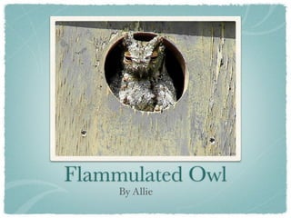 Flammulated Owl
     By Allie
 