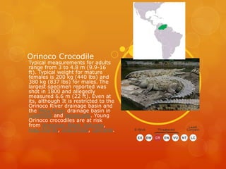 Orinoco Crocodile
Typical measurements for adults
range from 3 to 4.8 m (9.9-16
ft). Typical weight for mature
females is 200 kg (440 lbs) and
380 kg (837 lbs) for males. The
largest specimen reported was
shot in 1800 and allegedly
measured 6.6 m (22 ft). Even at
its, although It is restricted to the
Orinoco River drainage basin and
the Meta River drainage basin in
Colombia and Venezuela. Young
Orinoco crocodiles are at risk
from American Black Vultures,
tegu lizards, anacondas, caimans.
 