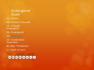 Endangered
    Scale
EX: Extinct
EW: Extinct in the wild
CR: Critically
Endangered
EN: Endangered
VU: Vulnerable
Cd: Conservation
Dependent
Nt: Near Threatened
Lc: Least Concern
 
