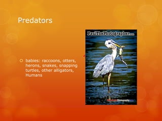 Predators




 babies: raccoons, otters,
  herons, snakes, snapping
  turtles, other alligators,
  Humans
 