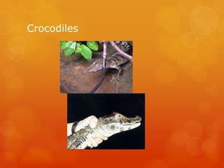 Crocodiles
 