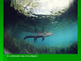 An underwater view of an alligator 
