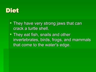 Diet They have very strong jaws that can crack a turtle shell.  They eat fish, snails and other invertebrates, birds, frogs, and mammals that come to the water's edge.  