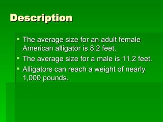 Description The average size for an adult female American alligator is 8.2 feet.  The average size for a male is 11.2 feet.  Alligators can reach a weight of nearly 1,000 pounds. 