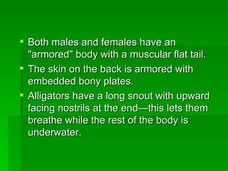 Both males and females have an "armored" body with a muscular flat tail.  The skin on the back is armored with embedded bony plates. Alligators have a long snout with upward facing nostrils at the end—this lets them breathe while the rest of the body is underwater.  