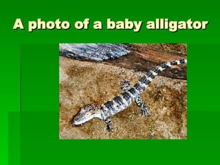 A photo of a baby alligator 