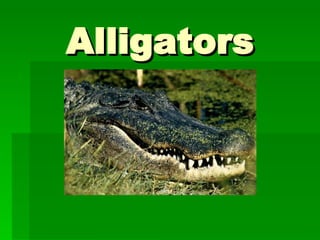 Alligators 