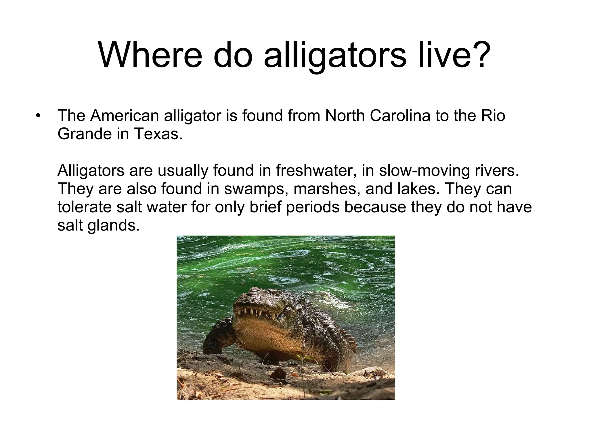 Where do alligators live? The American alligator is found from North Carolina to the Rio Grande in Texas.  Alligators are usually found in freshwater, in slow-moving rivers. They are also found in swamps, marshes, and lakes. They can tolerate salt water for only brief periods because they do not have salt glands.  