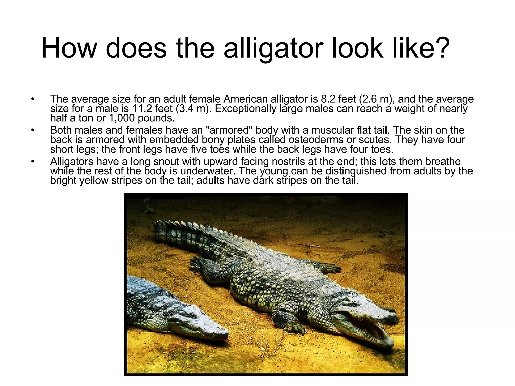 How does the alligator look like?  The average size for an adult female American alligator is 8.2 feet (2.6 m), and the average size for a male is 11.2 feet (3.4 m). Exceptionally large males can reach a weight of nearly half a ton or 1,000 pounds.  Both males and females have an "armored" body with a muscular flat tail. The skin on the back is armored with embedded bony plates called osteoderms or scutes. They have four short legs; the front legs have five toes while the back legs have four toes.  Alligators have a long snout with upward facing nostrils at the end; this lets them breathe while the rest of the body is underwater. The young can be distinguished from adults by the bright yellow stripes on the tail; adults have dark stripes on the tail.  